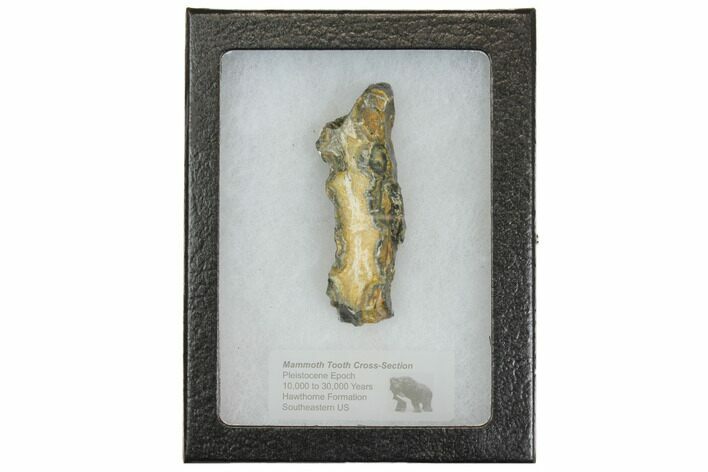 Mammoth Molar Slice With Case - South Carolina #144351